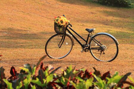 vintage bicycle in the gardenの写真素材