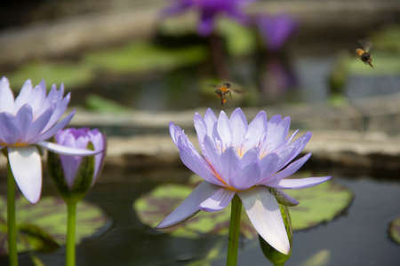 beautiful lotus flowerの写真素材