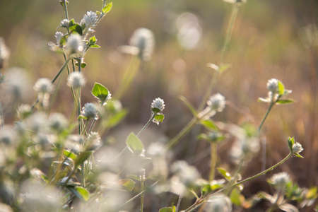 grass flowerの写真素材