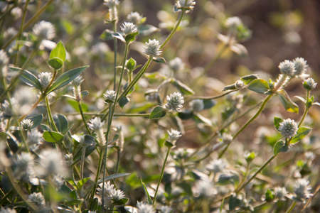 grass flower