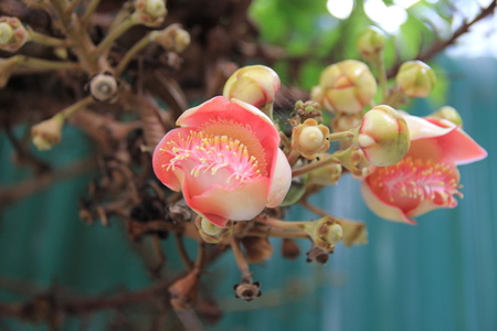 shorea robusta flowerの写真素材