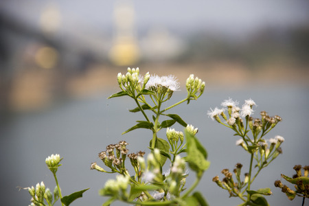 wayside flowerの写真素材
