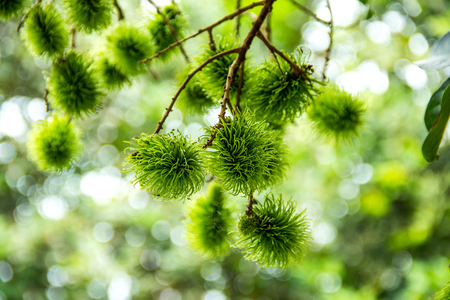 Fresh rambutan, rambutan tree in the gardenの写真素材