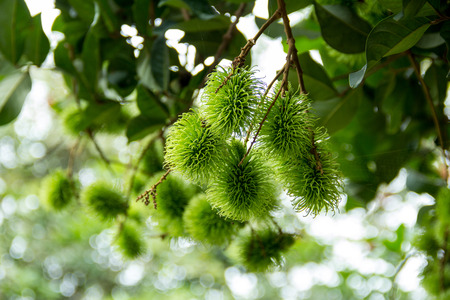 Fresh rambutan, rambutan tree in the garden