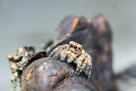 Closeup of jumping spider, found in the park.の写真素材