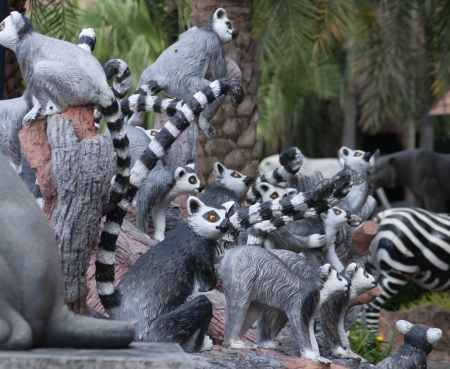 RING-TAILED LEMURの写真素材