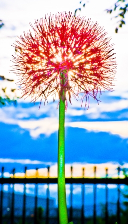 Football Lilyの写真素材