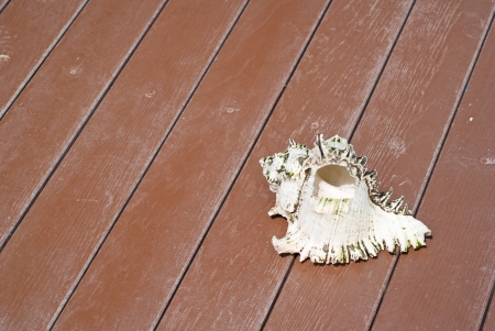 Shellの写真素材