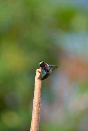 Stick insectsの写真素材