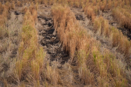 Cornfieldの写真素材