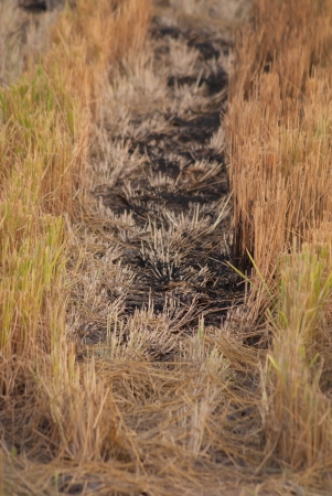Cornfieldの写真素材