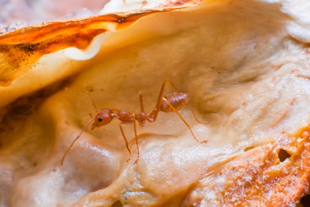 Red antの写真素材