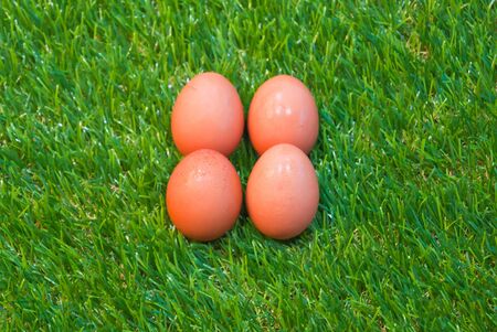 Eggs on grass