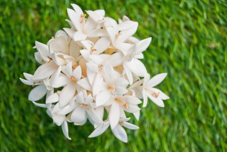 Kasalong flowers on the grassの写真素材