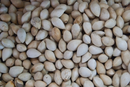 Ginkgo seedsの写真素材