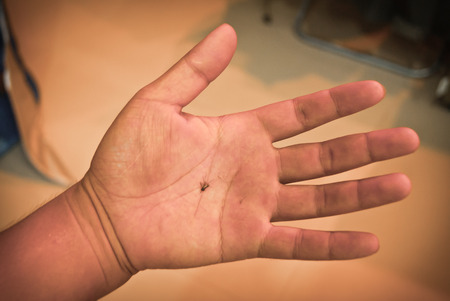 Dead mosquito  in a handの写真素材