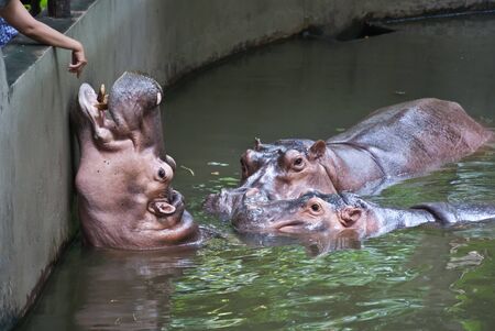 Hippo feedingの写真素材