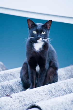 Black cat lying on the roofの写真素材