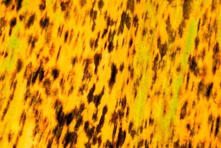 Banana leaf dryの写真素材