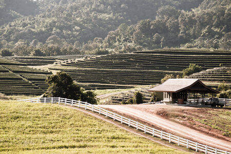 Tea plantation on the hill with a vintage cottageの写真素材