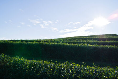 Tea plantations on the slopesの写真素材