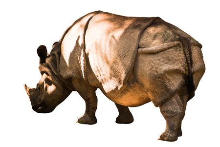 rhinoの写真素材