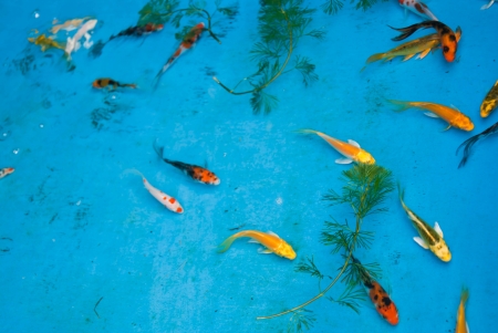 Fish pondの写真素材