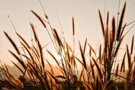 Grass at sunsetの写真素材