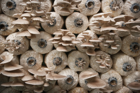 Nursery  Mushroomsの写真素材