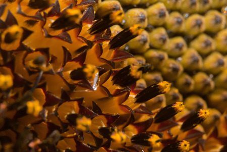 sunflowerの写真素材