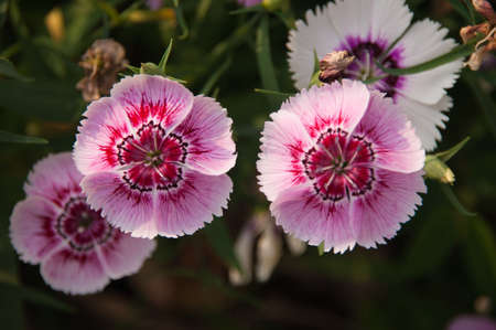 pink flowers