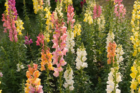 Colorful flowersの写真素材