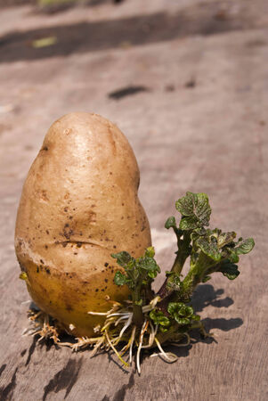 grow potatoesの写真素材
