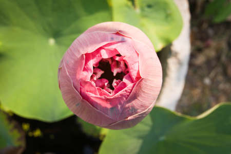 lotusの写真素材