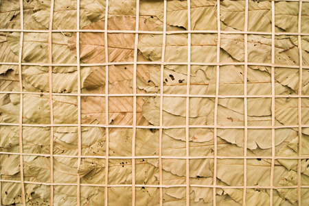 Wall Leaves Driedの写真素材