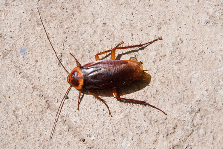 cockroach