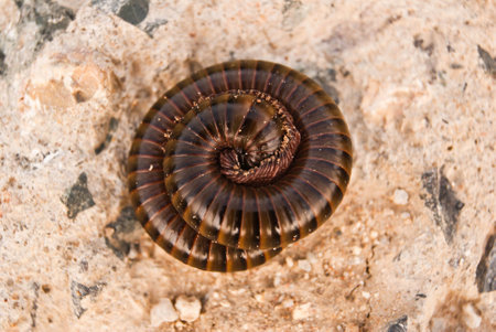 millipedeの写真素材