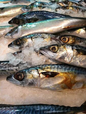 fresh fishの写真素材