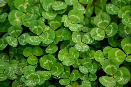 Clover leaf