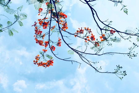 Butterfly on flower and garden backgroundの素材