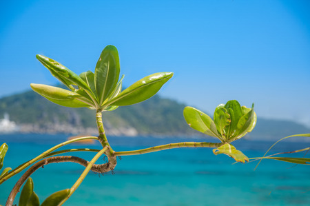 Flower at the sea with green Mountain and blue sky Background,Very beautyful view in My Hollidayの写真素材