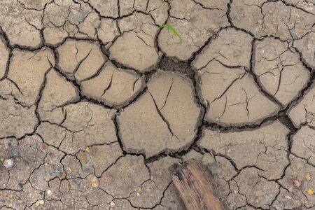 Dry soil Mud with young plant and pepbles is Very barren