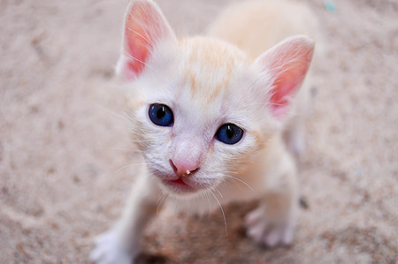 Cute little kitten.の写真素材