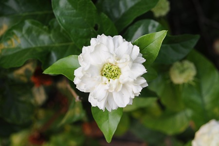 Jasmine fragranceの写真素材