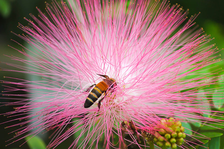 Pink flower with beeの写真素材