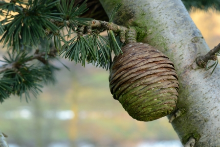 close up of pine tree in winter seasonの写真素材