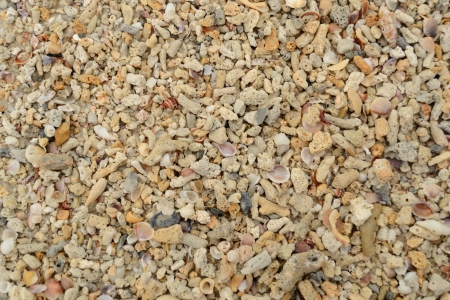 Pattern of Corals and Seashells texture background