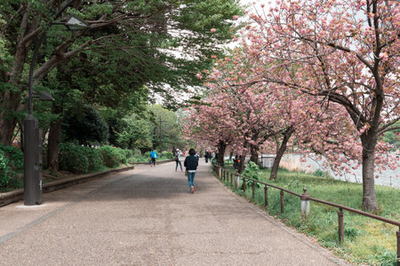 TOKYO, JAPAN - APRIL 8, 2023: Ueno park with full bloom sakura cherry blossomのeditorial素材