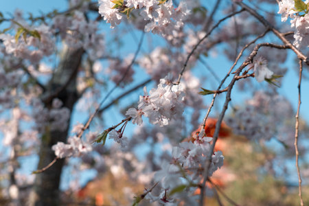 Close up of Somei Yoshino variety sakura cherry blossom