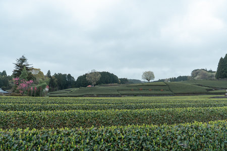 Tea plantations background in Japan in a cloudy dayのeditorial素材